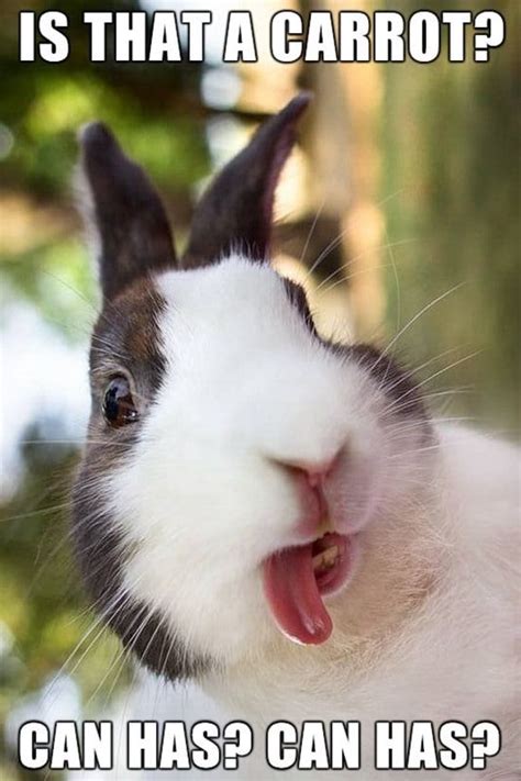 funny rabbit pictures